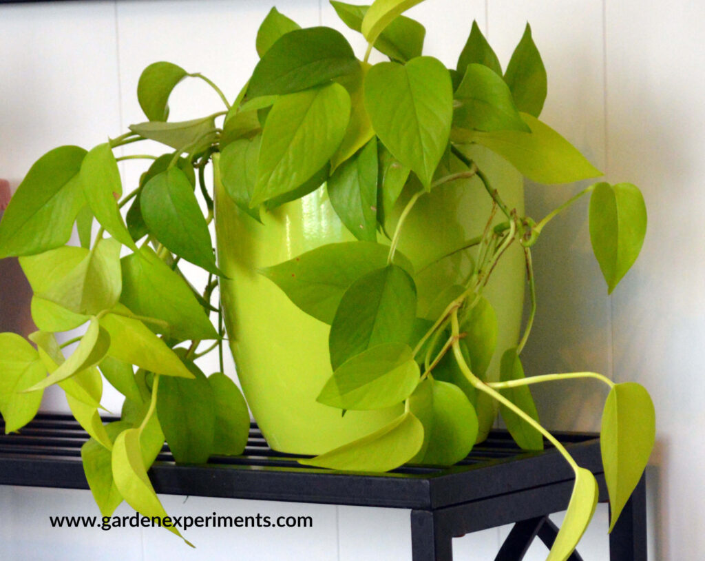 Lime Green Pothos