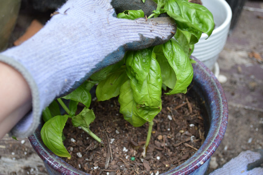 Putting Soil Around Basil Cuttings