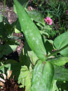 Powdery Mildew