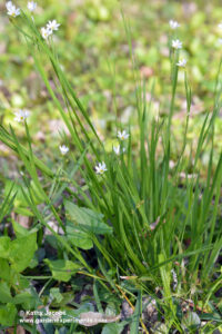 Clump of prairie blue-eyed grass