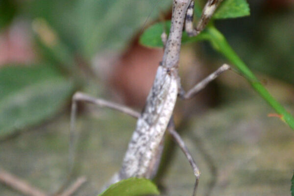 Brown praying mantis in my yard