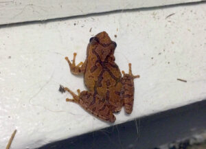 Southern Spring Peeper (Pseudacris crucifer)