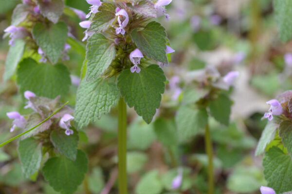 Purple Deadnettle