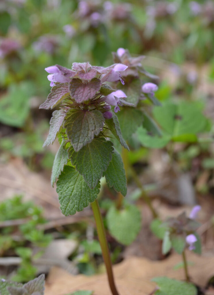 Purple Deadnettle