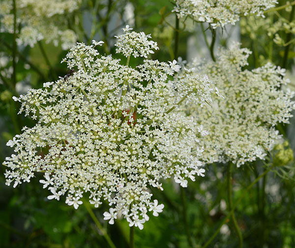 Queen Anne's Lace flower. This plant is both a butterfly host and food plant.