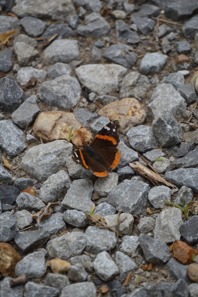 Red admiral butterfly