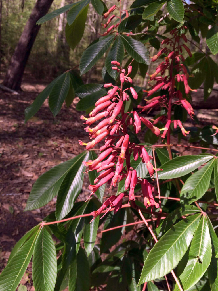 Red Buckeye