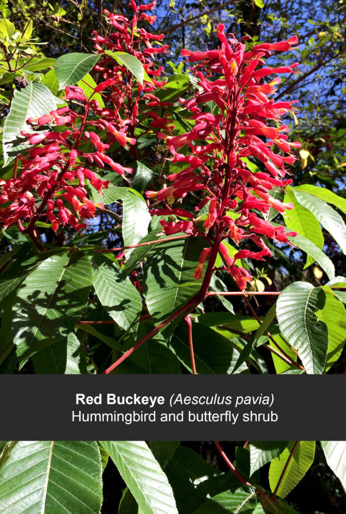 Red Buckeye Flowers