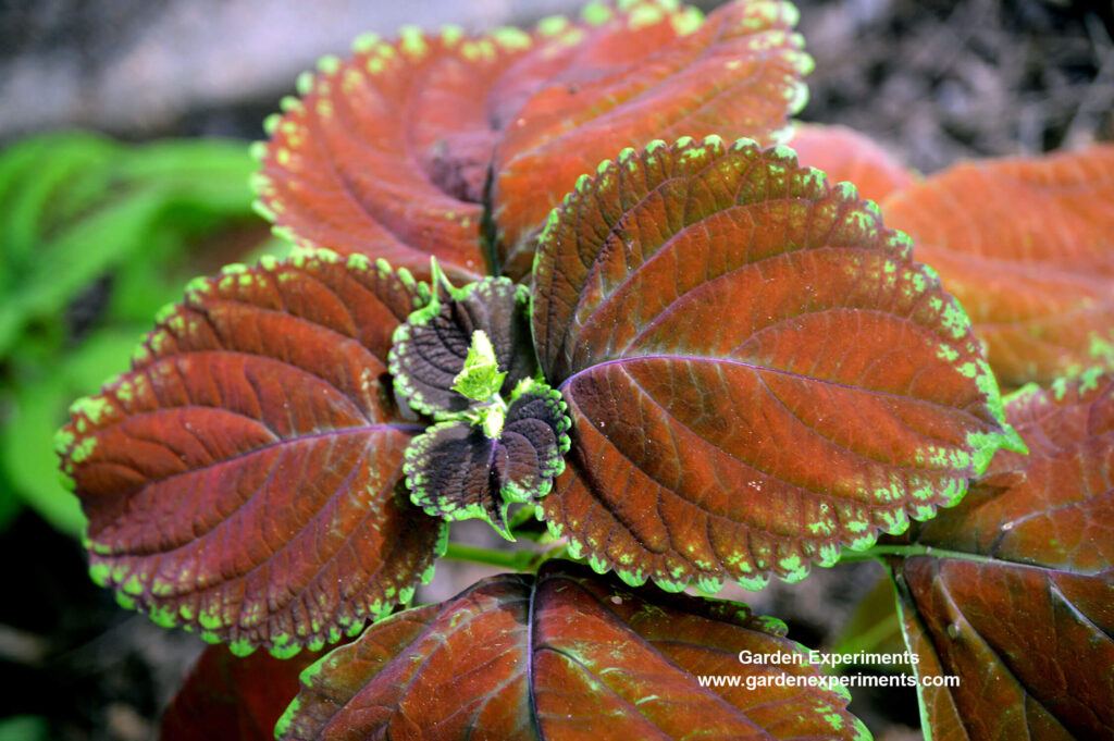 Red coleus