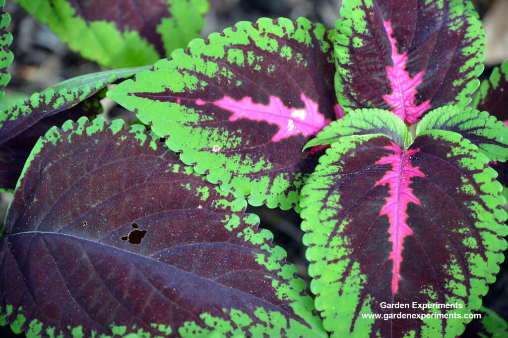 Red-green coleus