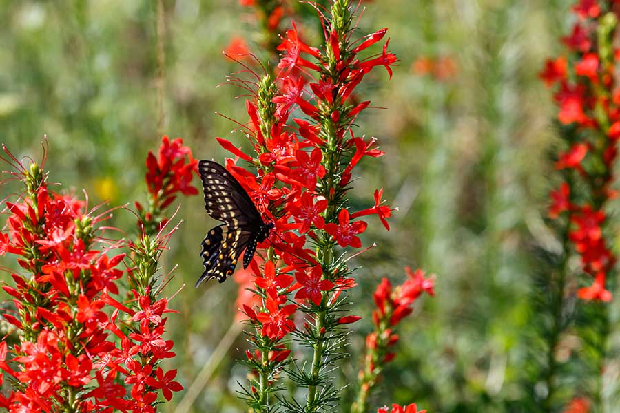 Standing cypress flowers with a butterfly feeding on them.