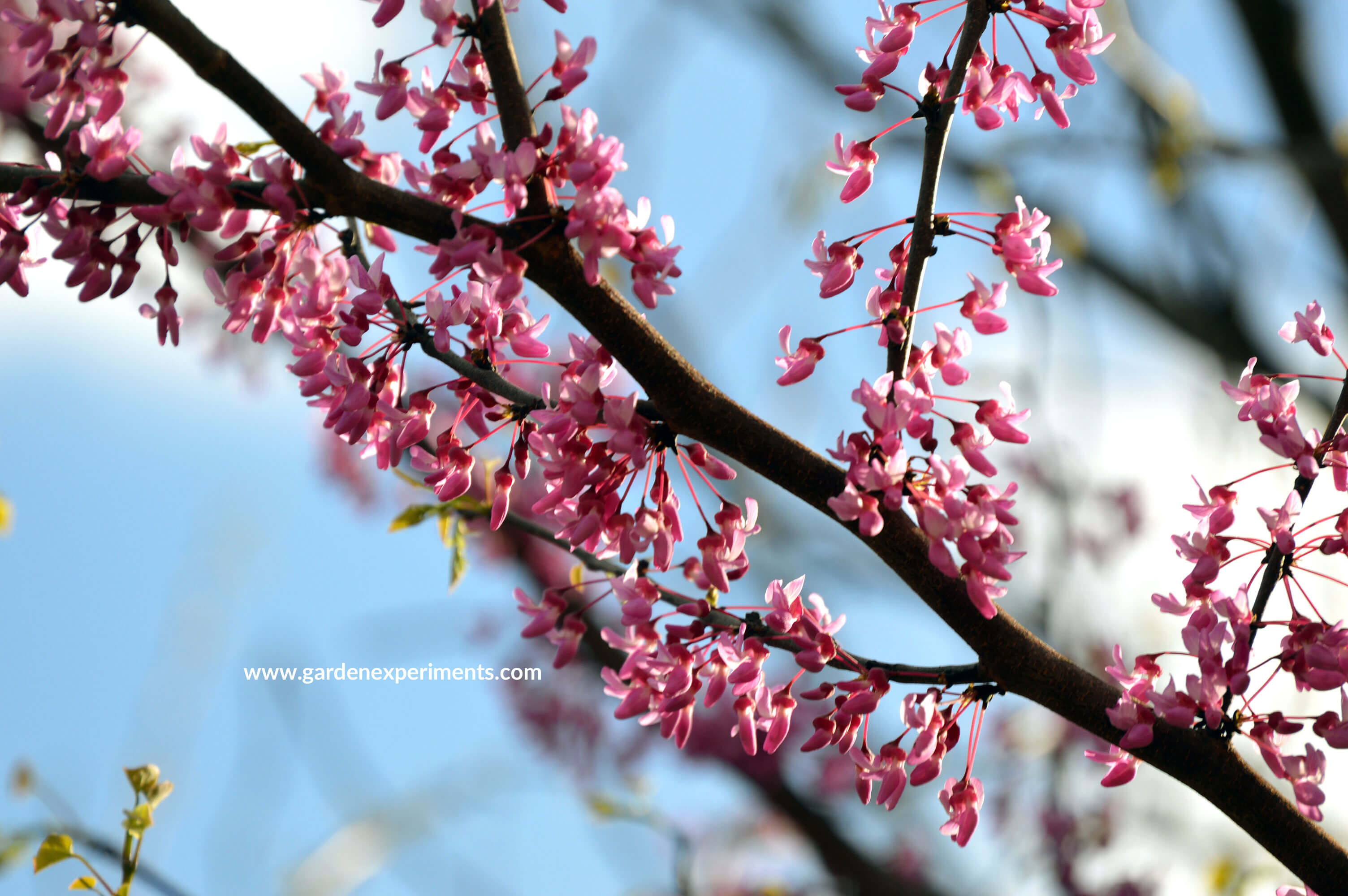 Redbud flowers