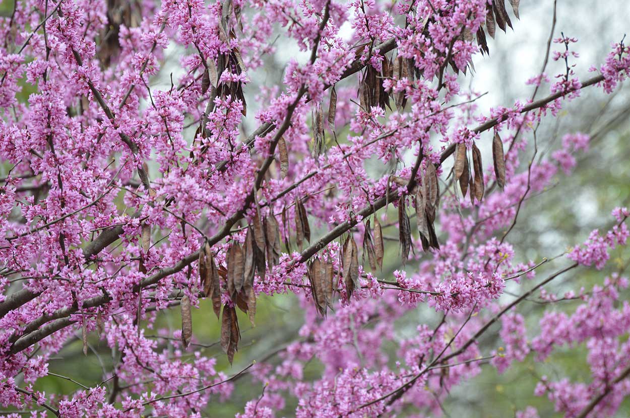 Eastern redbud in full bloom