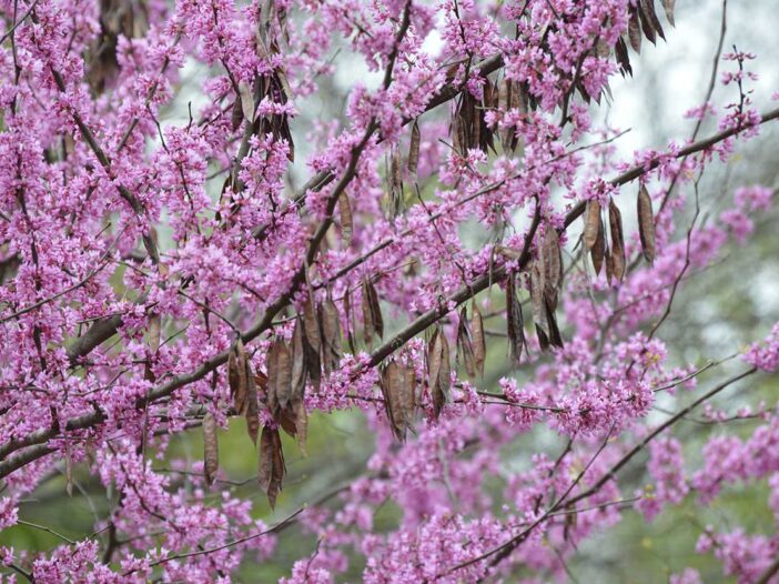 Eastern redbud in full bloom