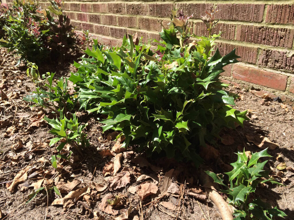 Holly Bush Regrowth