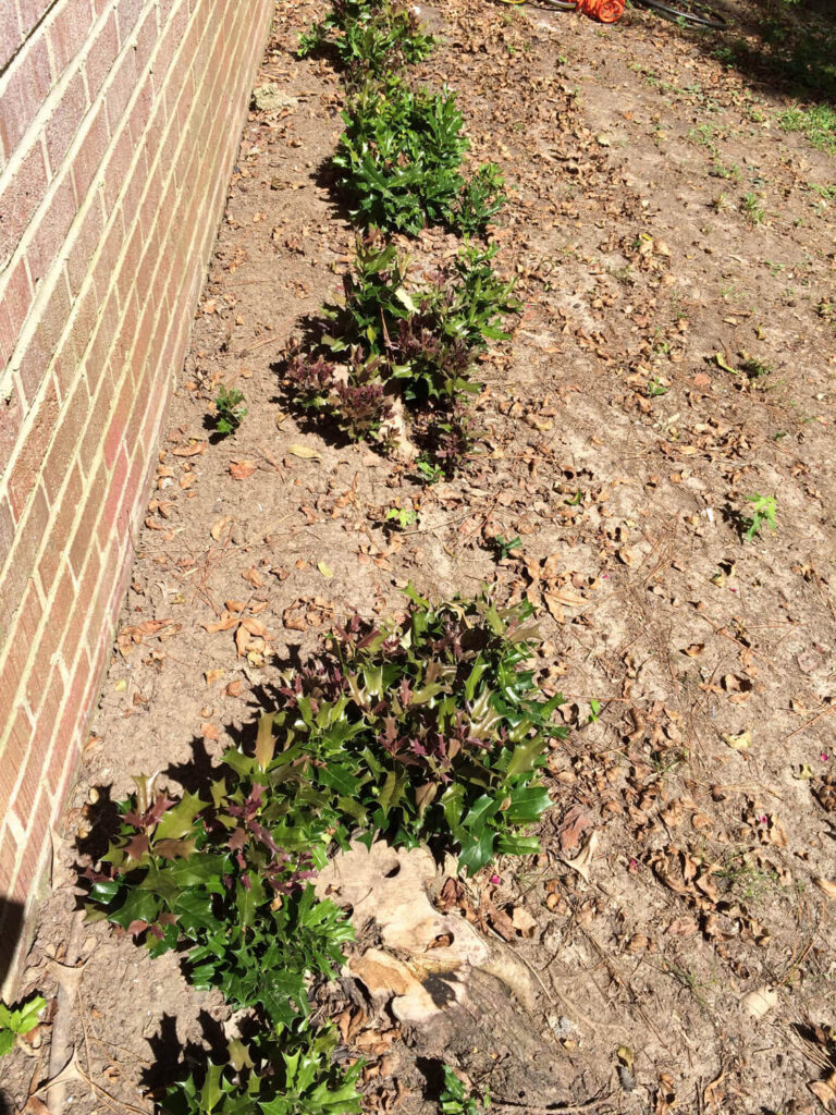 Holly Bush Regrowth