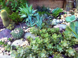 My rock garden