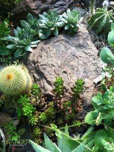 Rock garden (Xeriscaping)