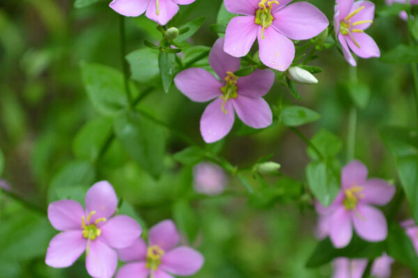 Rosepink, photo by Paul Jacobs