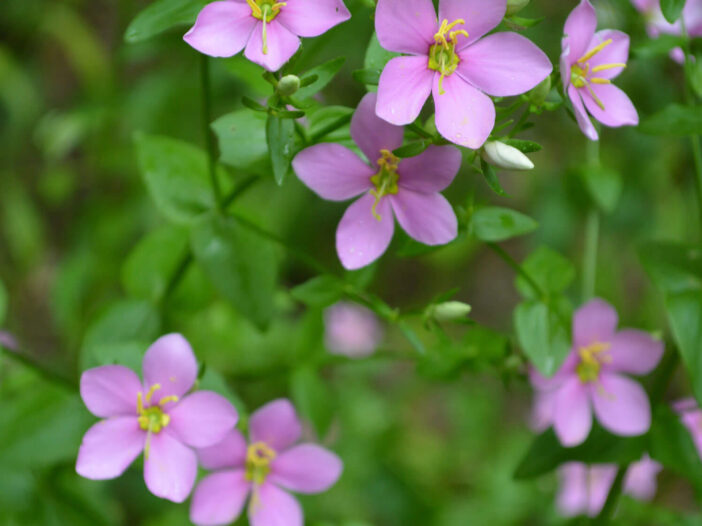 Rosepink, photo by Paul Jacobs