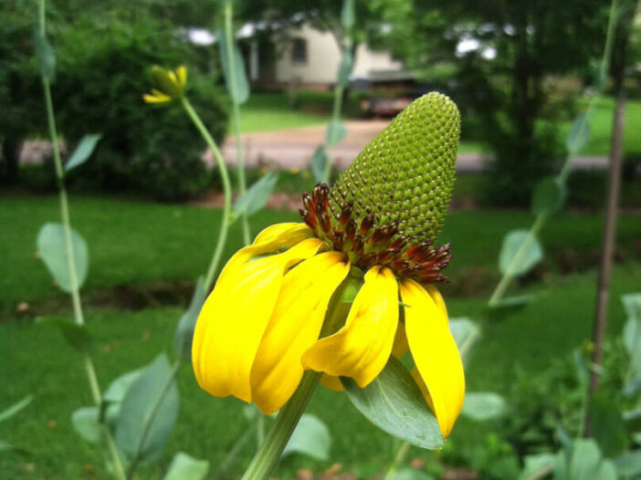 Giant coneflower