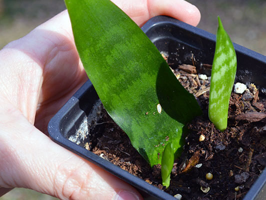 Mother-in-law's tongue plant grown from leaf cuttings, after 3-4 months.