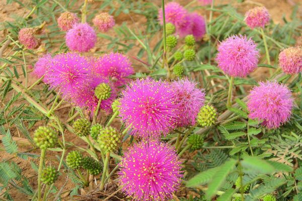 sensitive briar, a low growing trailing plant with bright small pink pompom type flowers