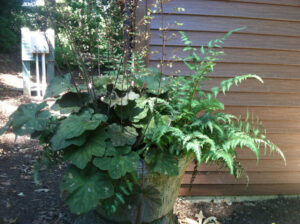 Shade Plant Container