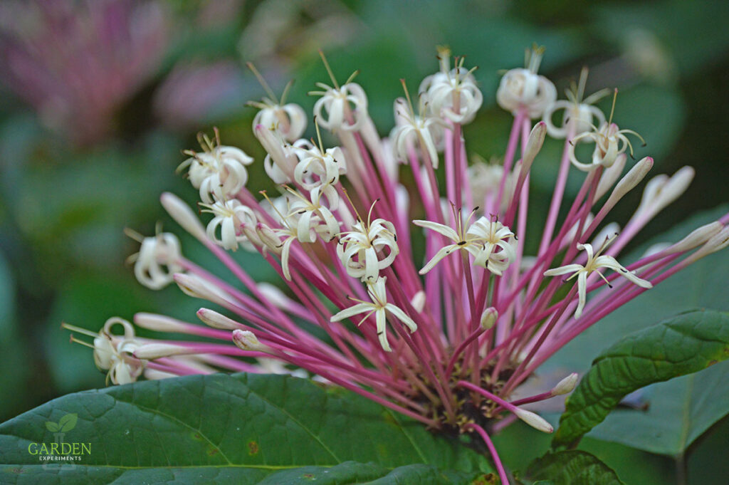 Shooting Star flower (Clerodendrum quadriloculare)