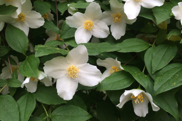 Scentless mock orange flowers