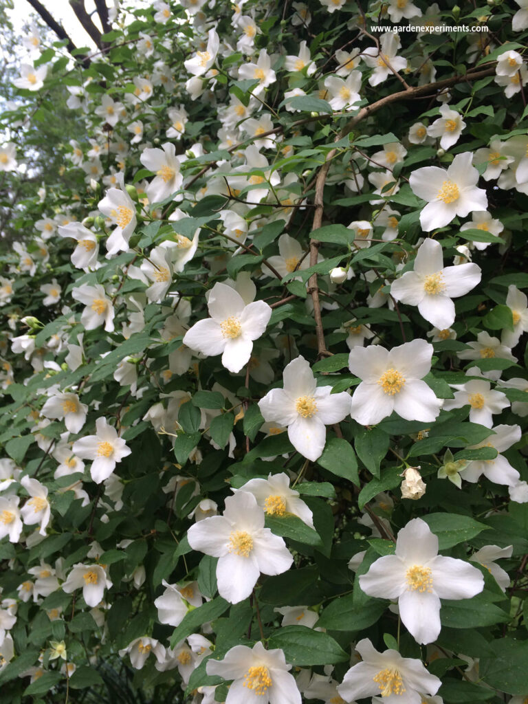 Scentless mock orange flowers