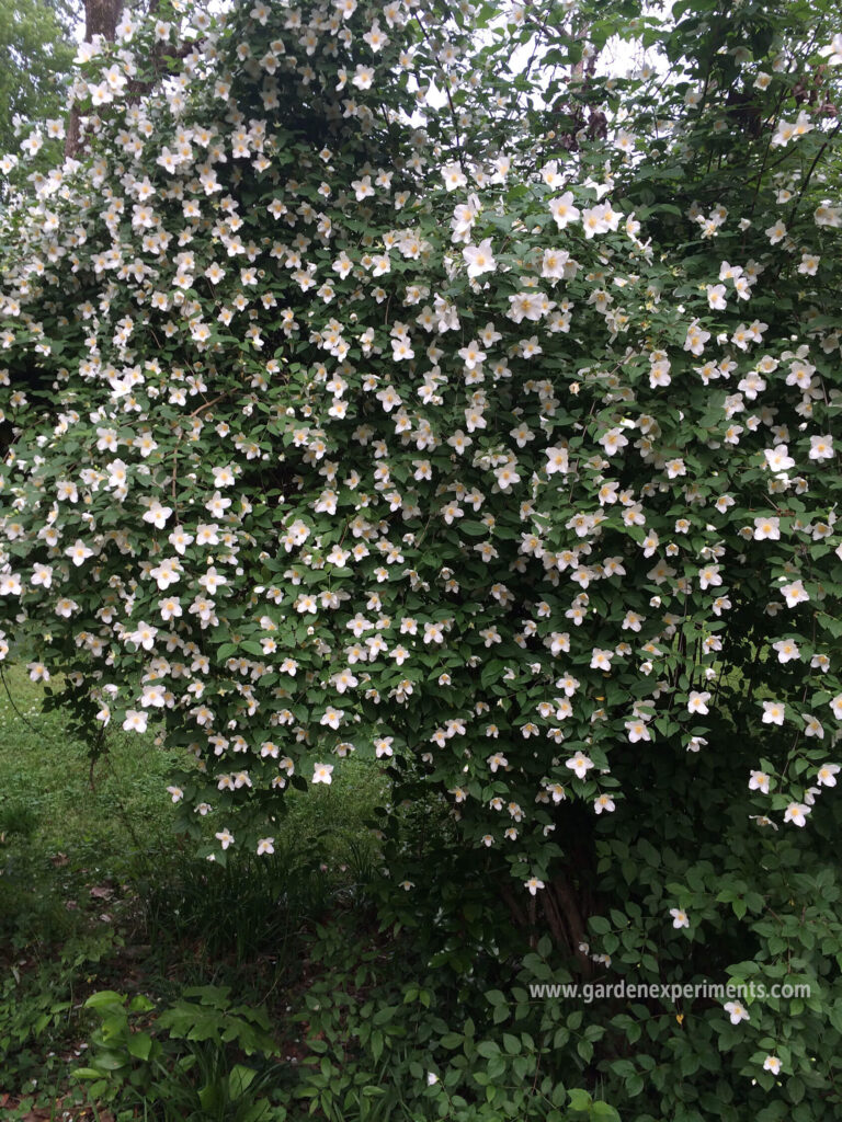 Scentless mock orange flowers