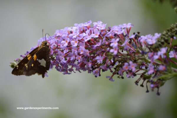 Silver-spotted skipper on butterfly bush