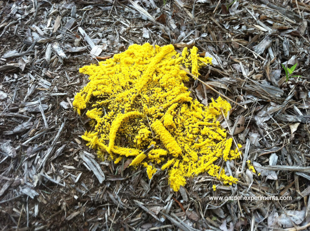 Slime Mold 