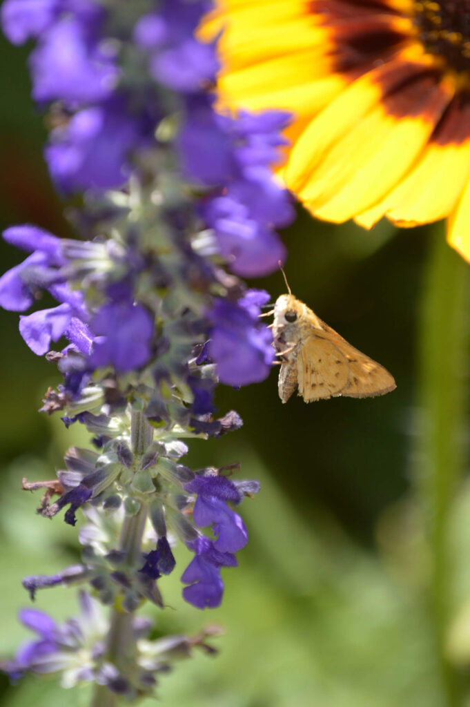 small-skipper-salvia