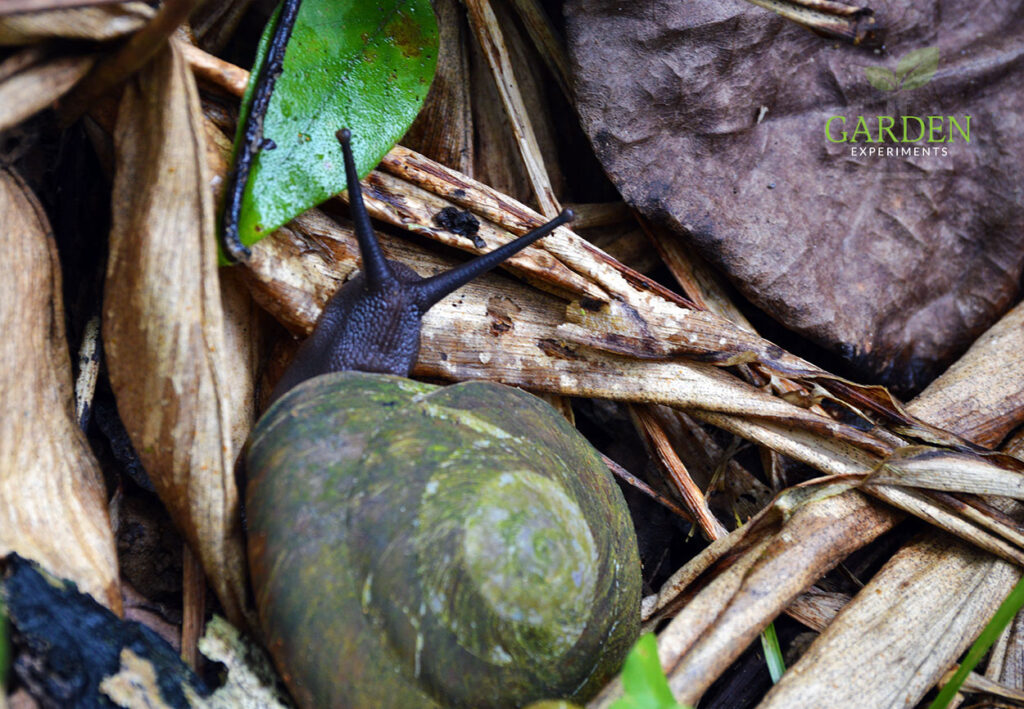 Puerto Rico snail