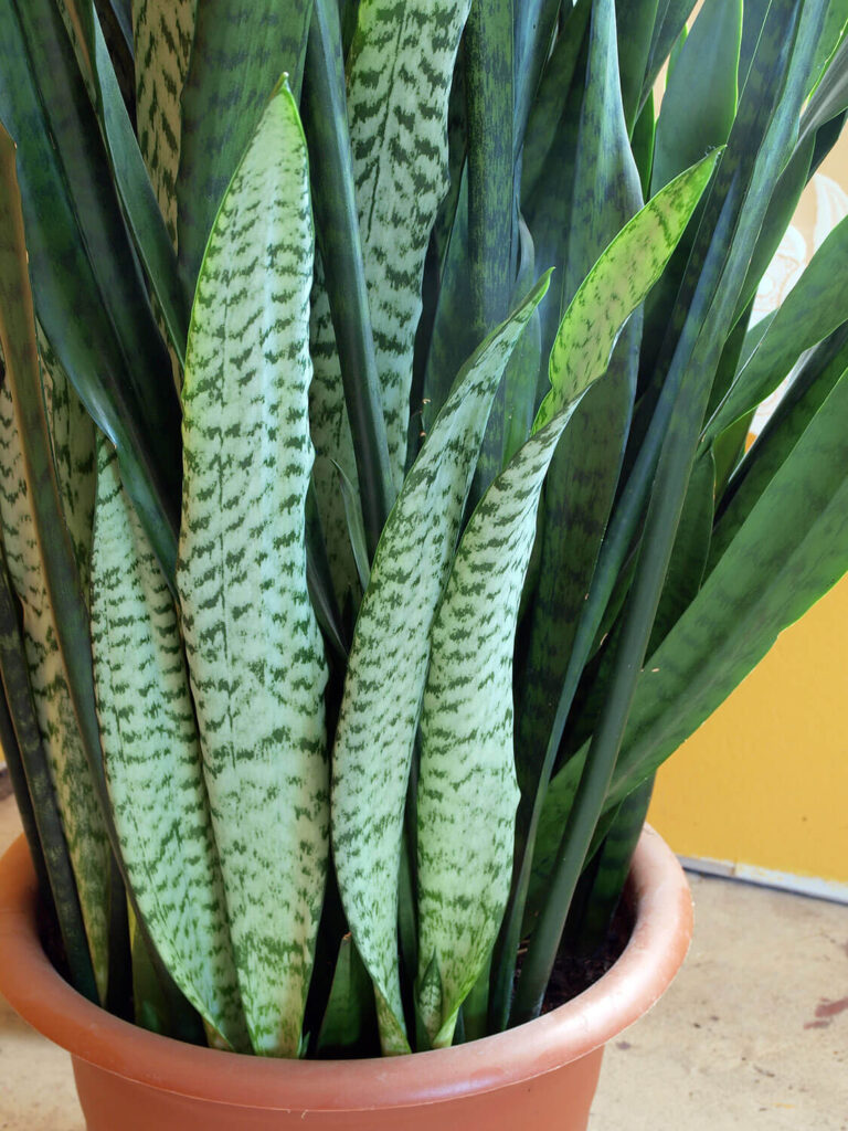 Snake Plant