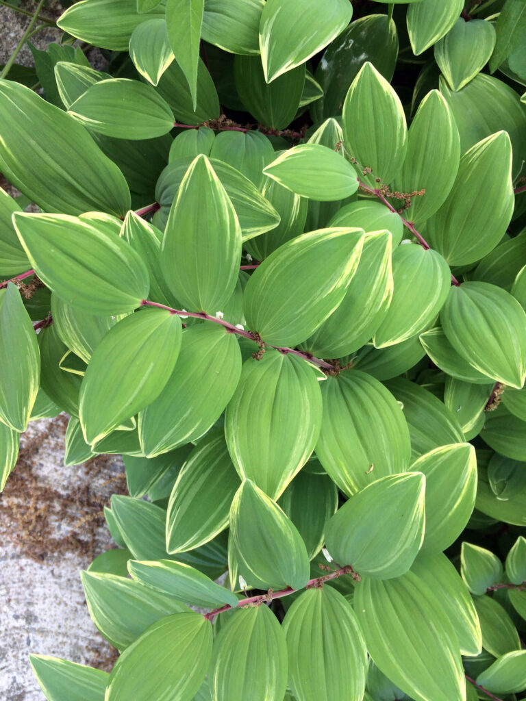 Solomon's Seal