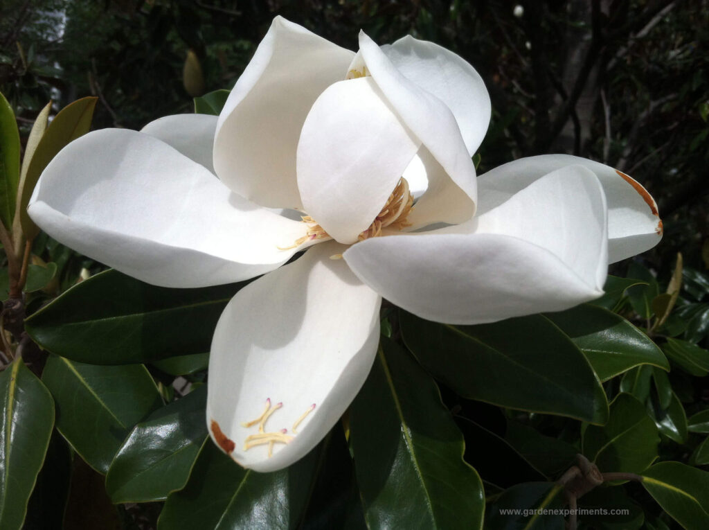 Southern magnolia