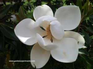 Southern magnolia