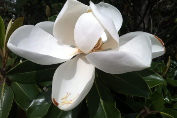 Southern magnolia