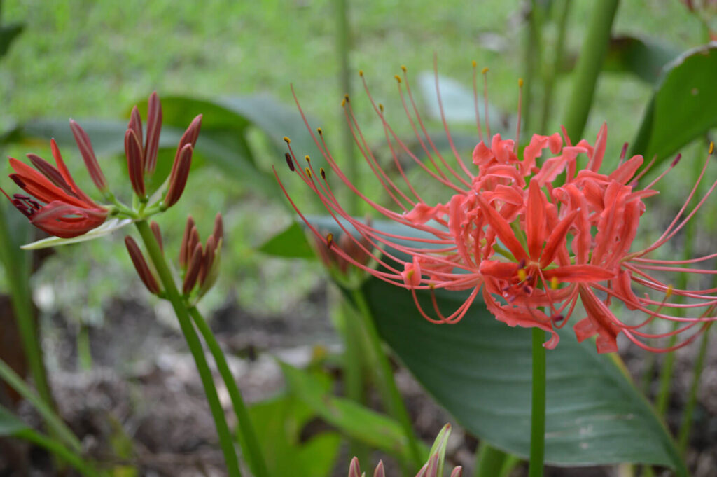 Red Spider Lily