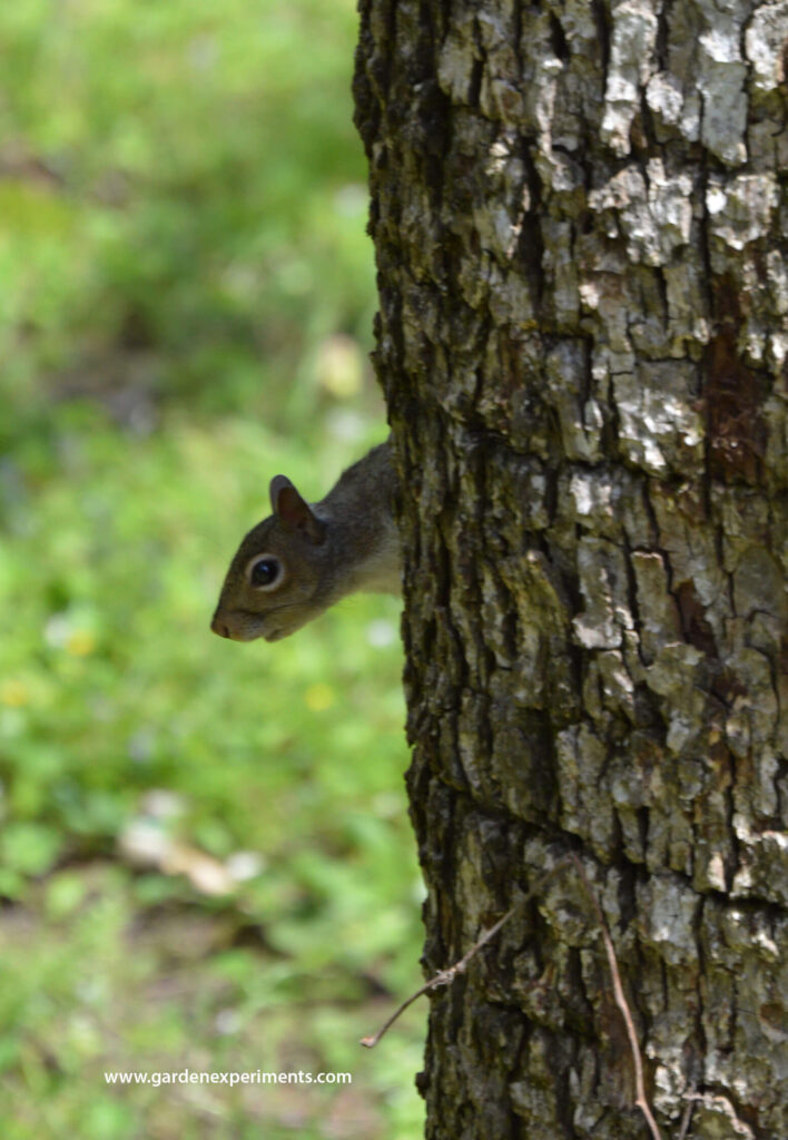 Playing hide and seek. He knew I was watching him.