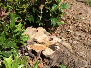 Holly stump treated with chemical stump killer