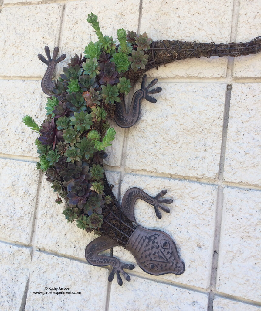 Gecko Succulent Wall Planter