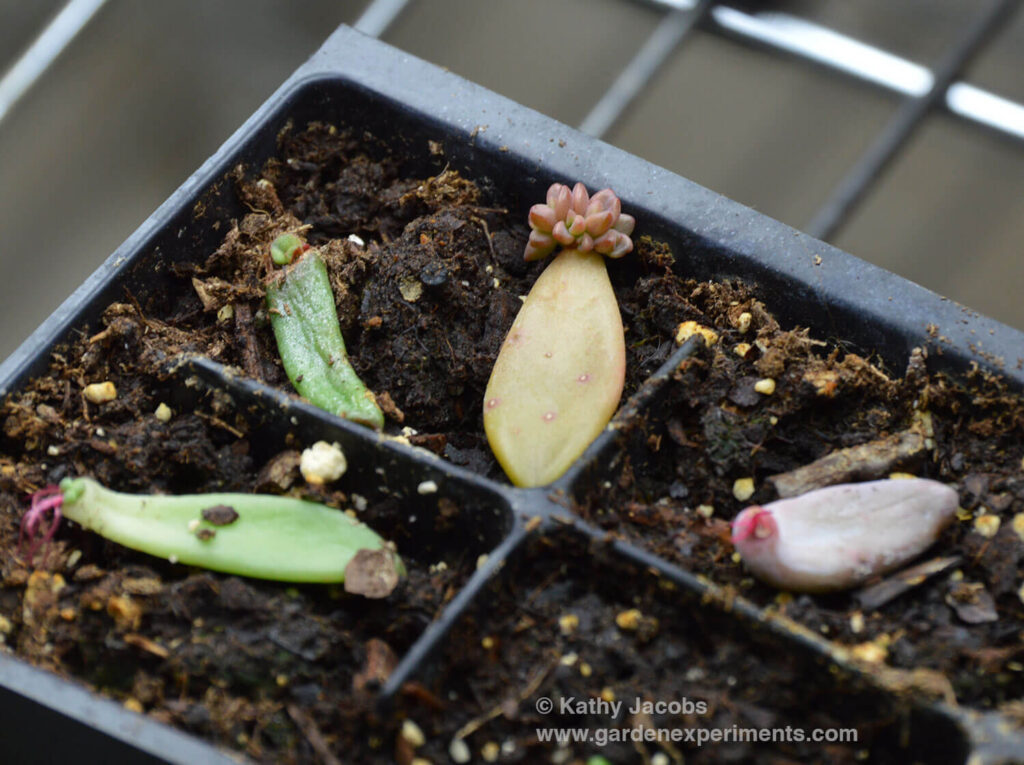 Leaves starting to sprout roots and show signs of new growth