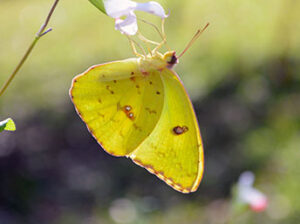 Cloudless sulphur