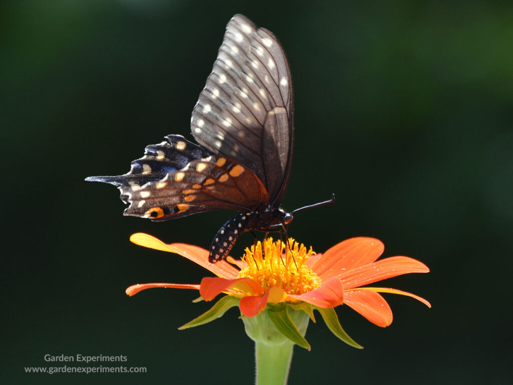 Female eastern tiger swallowtail butterfly on tithonia