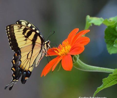 Eastern tiger swallowtail feeding on Tithonia