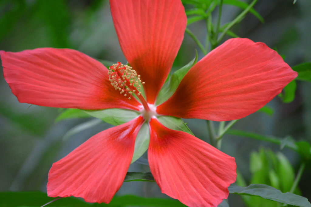 Swamp mallow flower